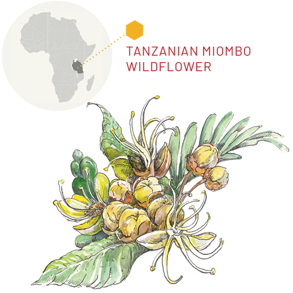 Tanzanian Miombo Wildflower Map